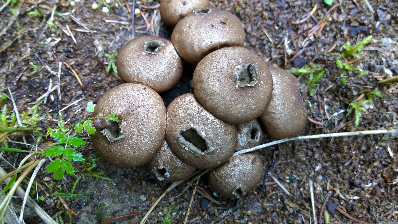 puffball fungus mushroom free photo