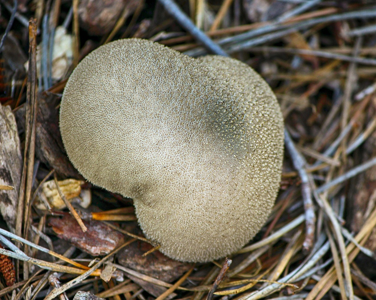 puffball mushroom basidiomycota spore dust free photo