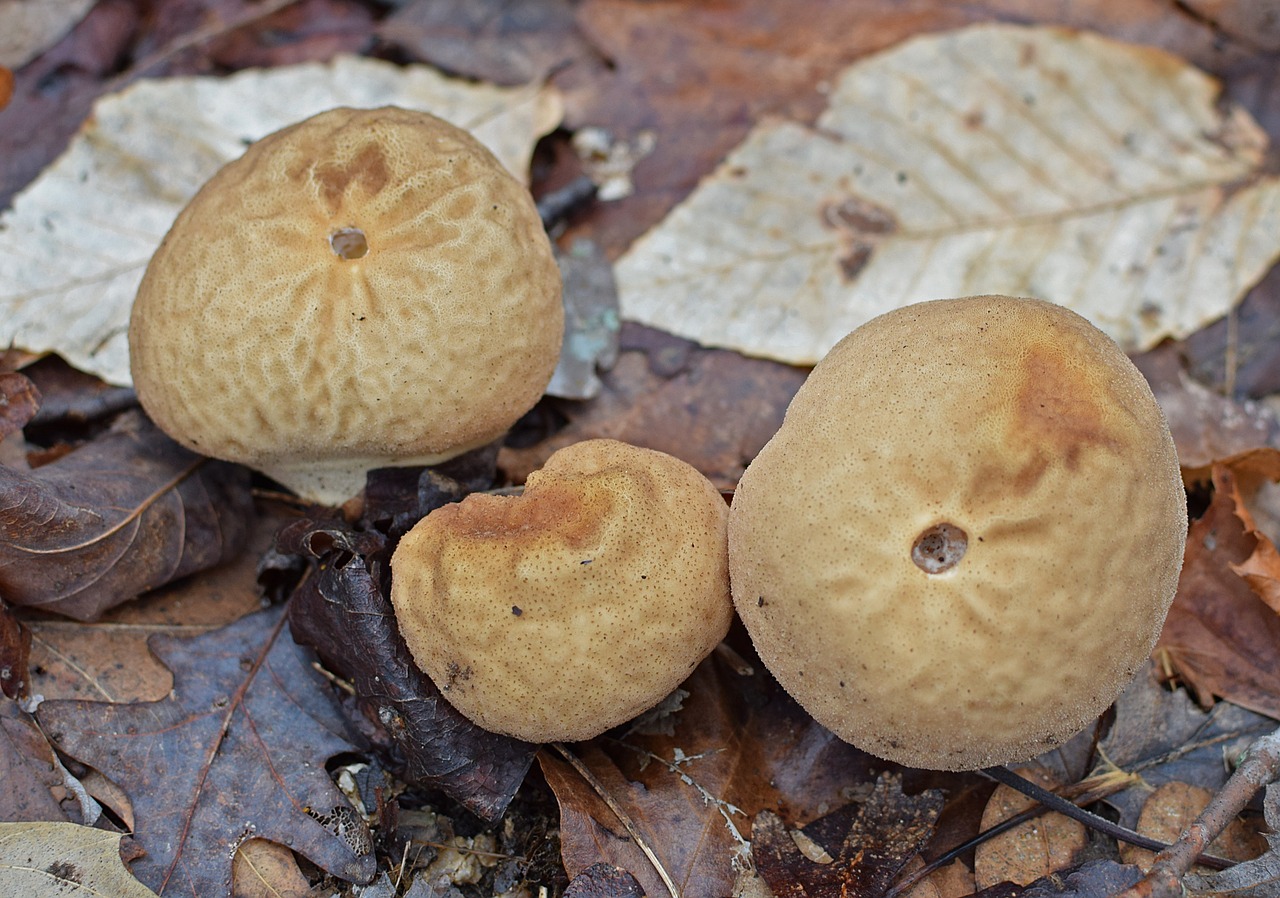 puffball mushrooms mushrooms fungi free photo