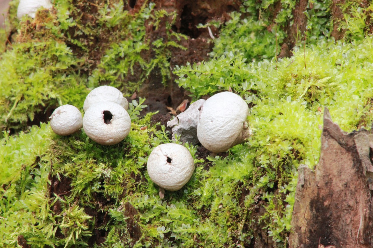 puffballs stump fungus free photo