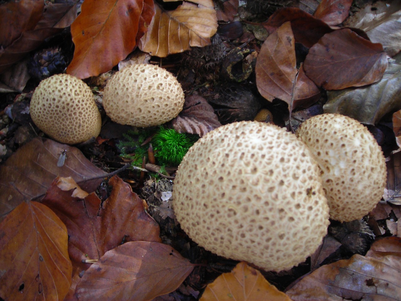puffballs mushrooms golden free photo