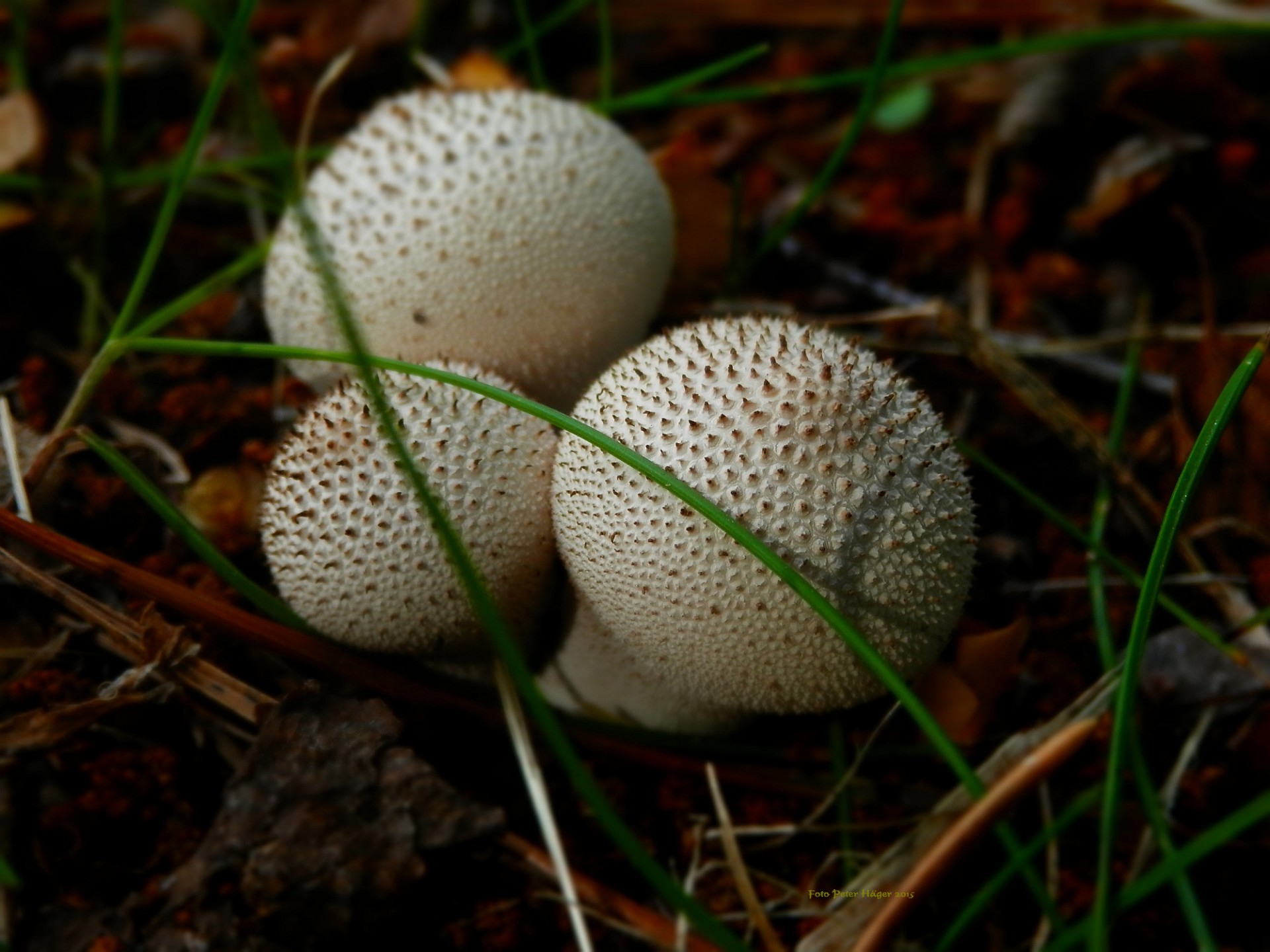 round mushrooms fungi free photo