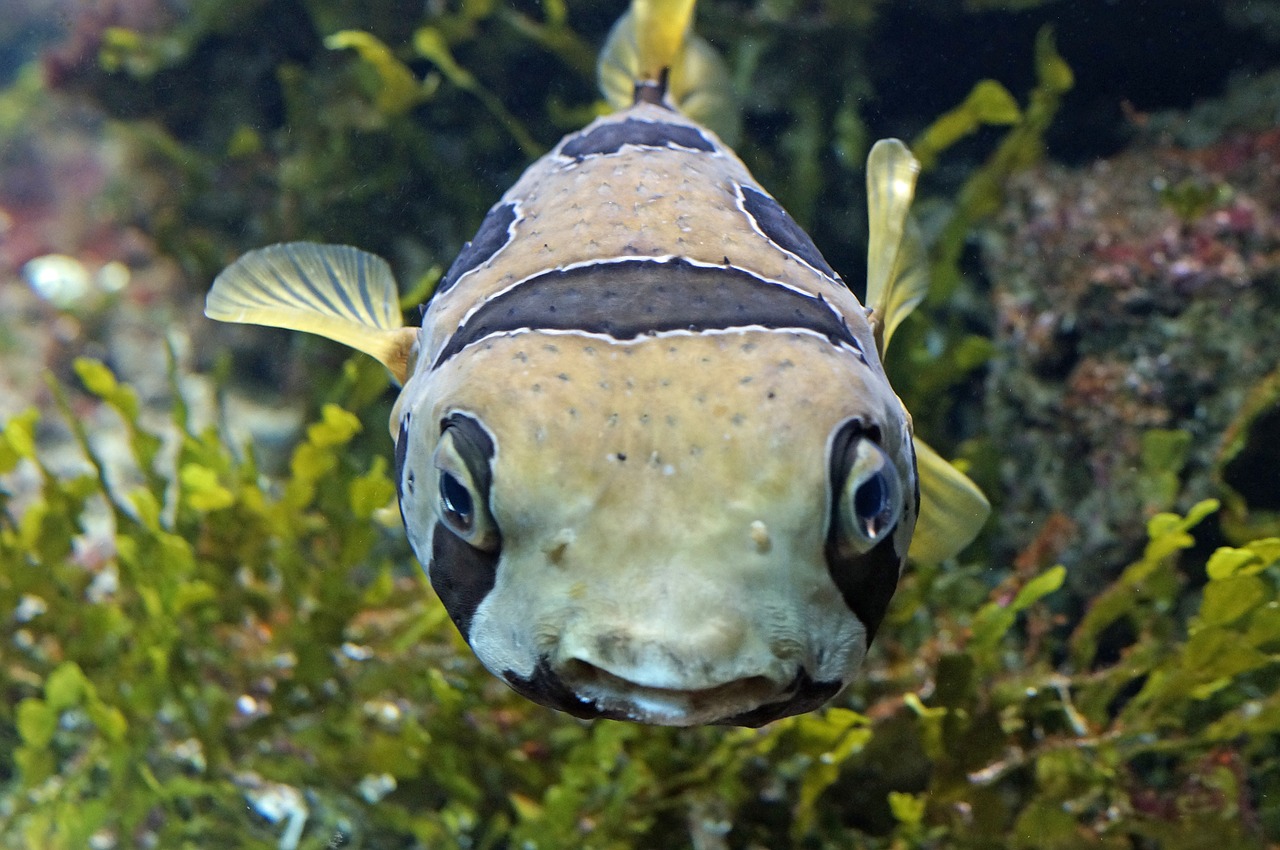 puffer fish sea underwater world free photo