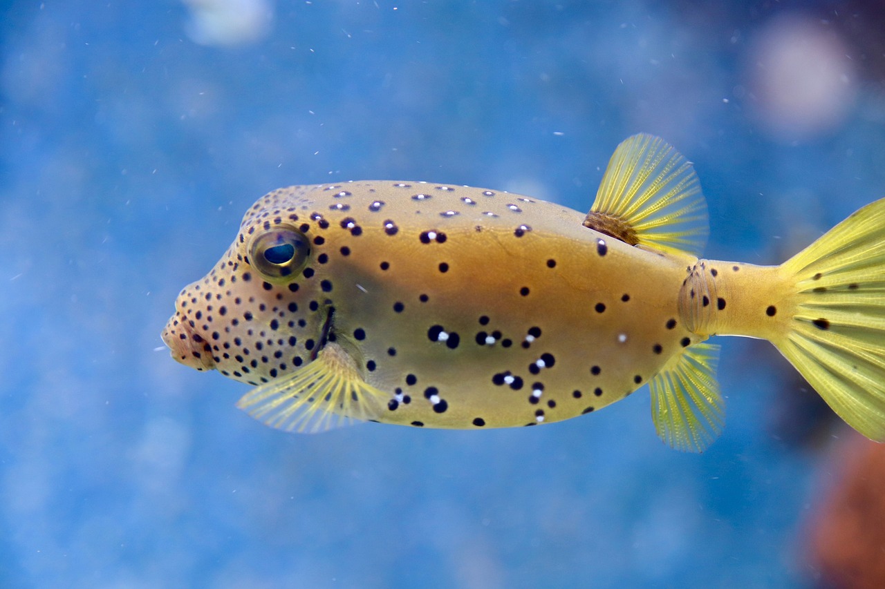 Puffer Fish Fish The Aquazoo Dusseldorf Aquarium Spotted Free Image From Needpix Com