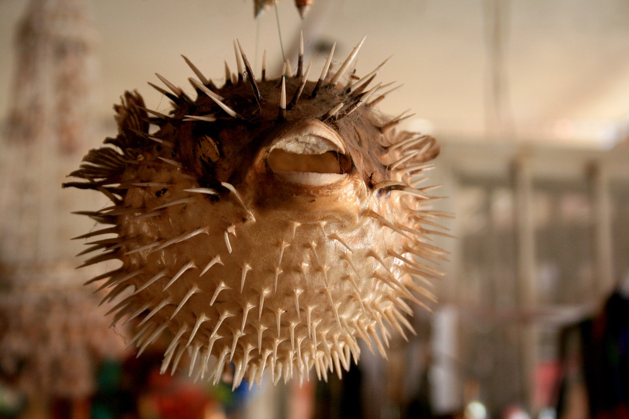 puffer fish mexico crafts free photo