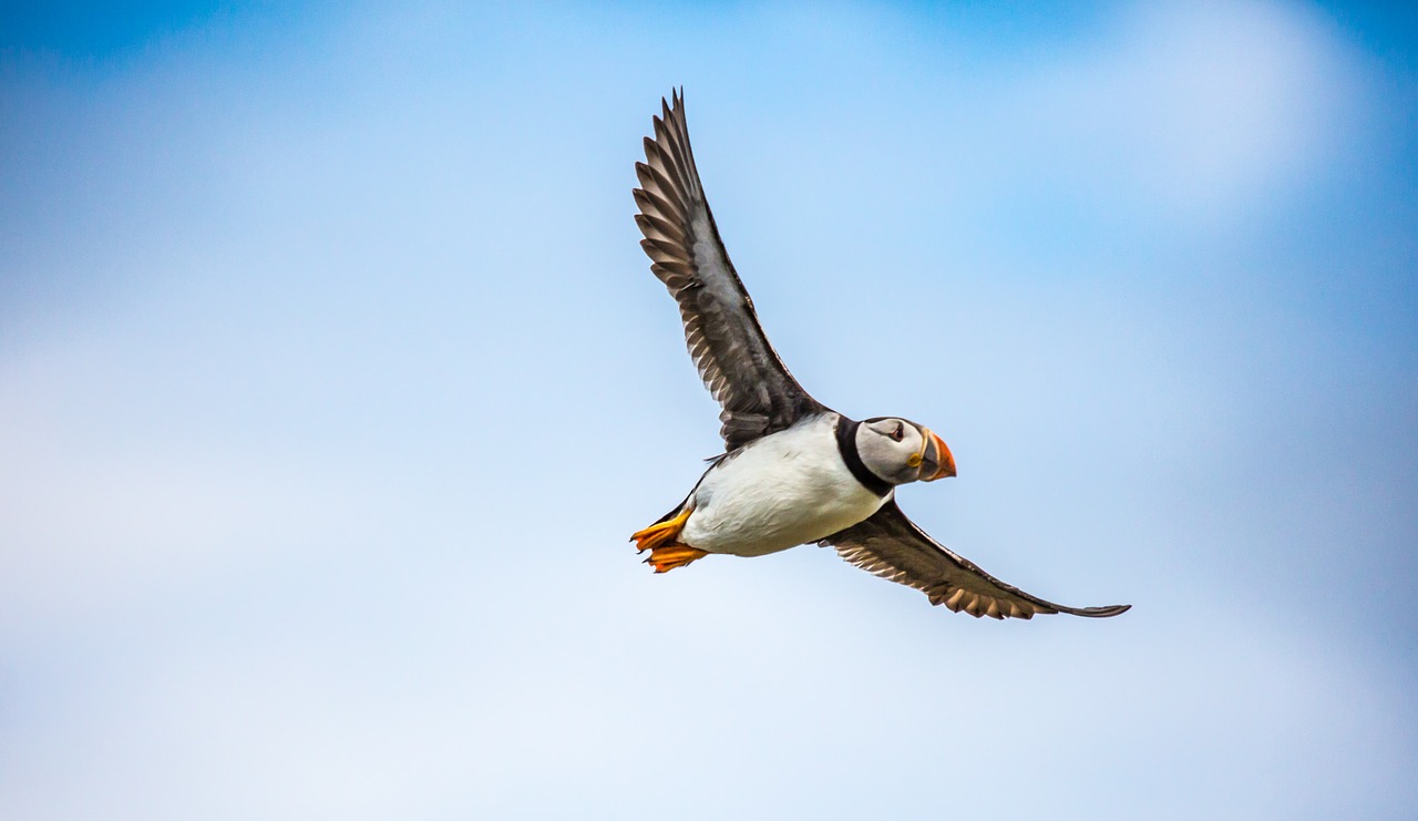 puffin bird sea free photo