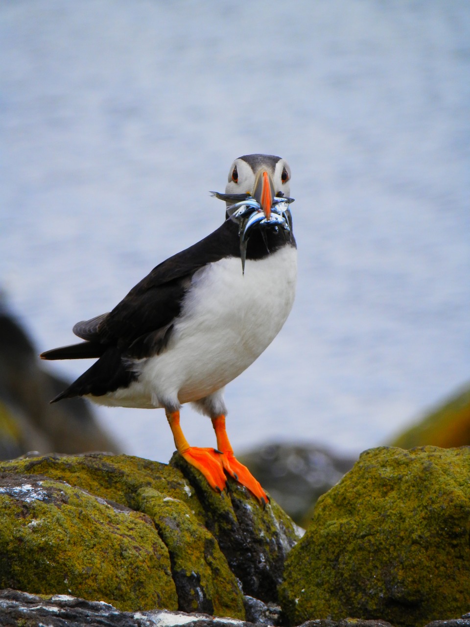 puffin seabird nature free photo