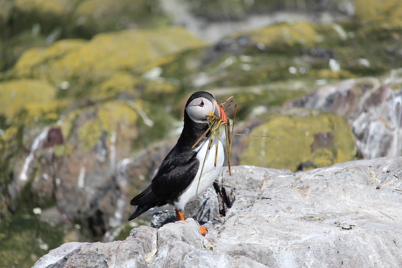 puffin nesting seabird free photo