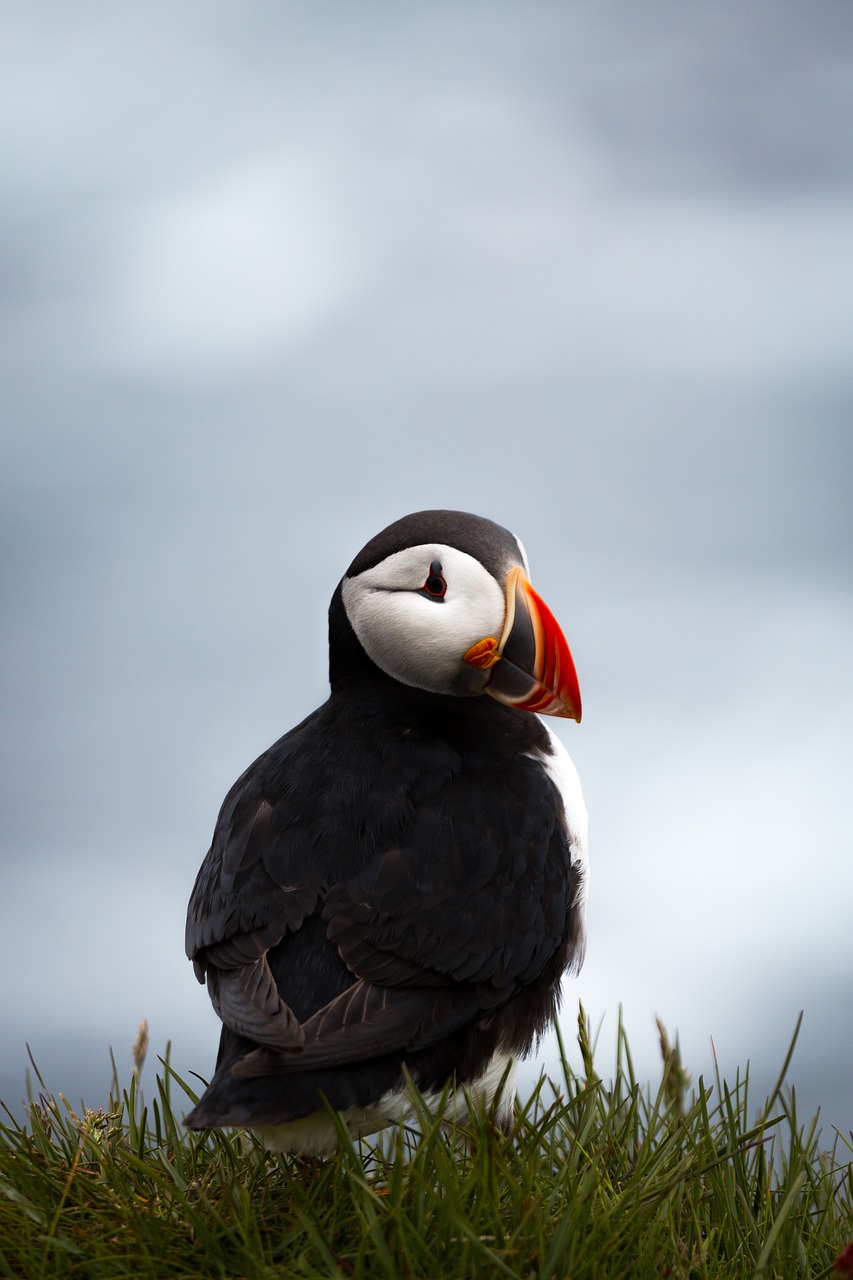 puffin bird animal free photo