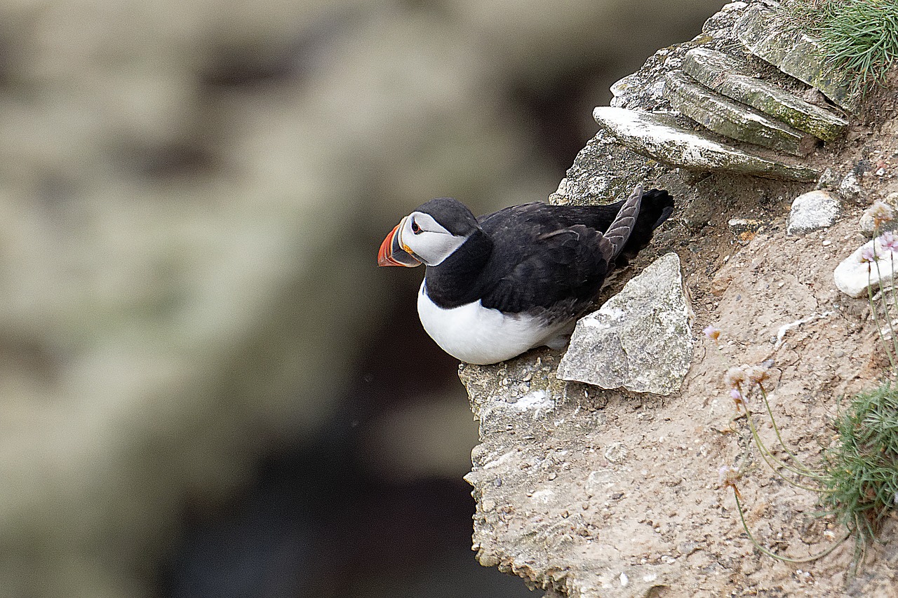 puffin wildlife seabird free photo