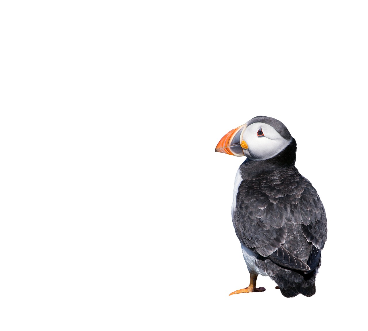 puffin bird isolated free photo