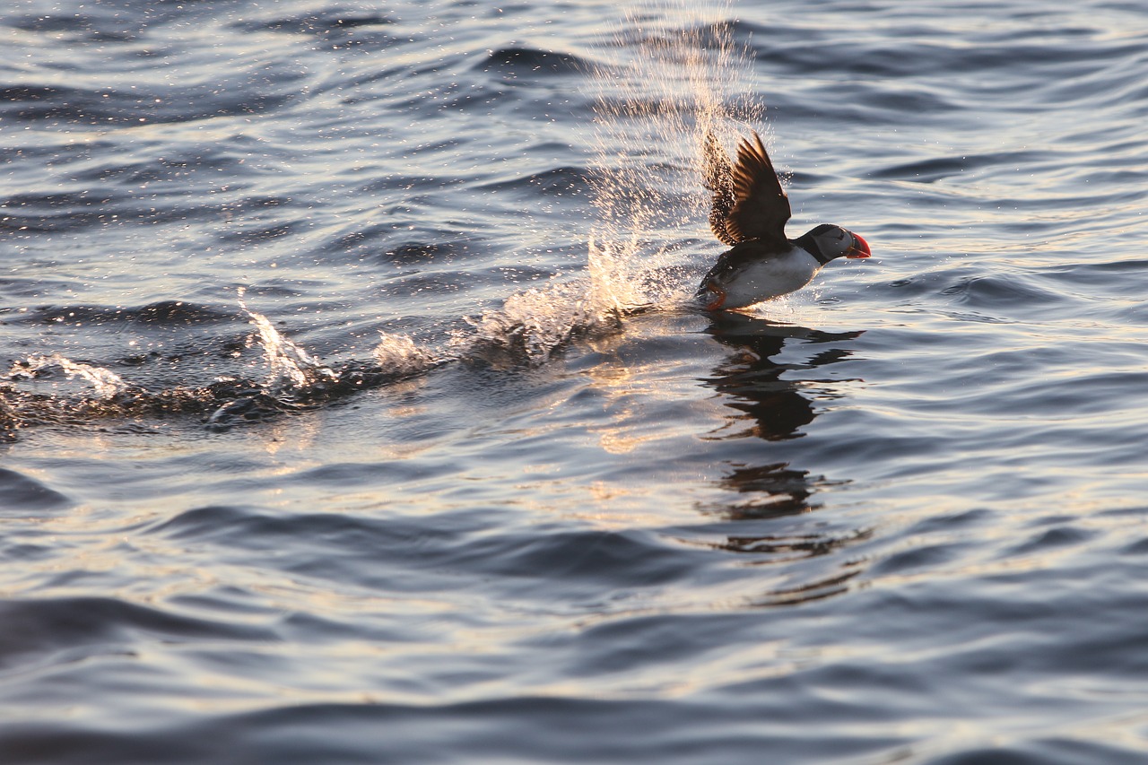 puffin sea wildlife free photo