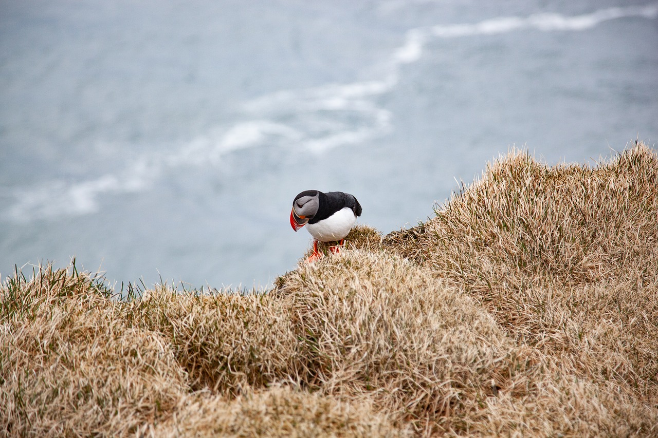 puffin  cliff  animal free photo