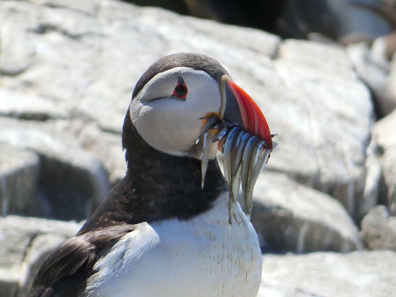 puffin  farne islands  sea birds free photo