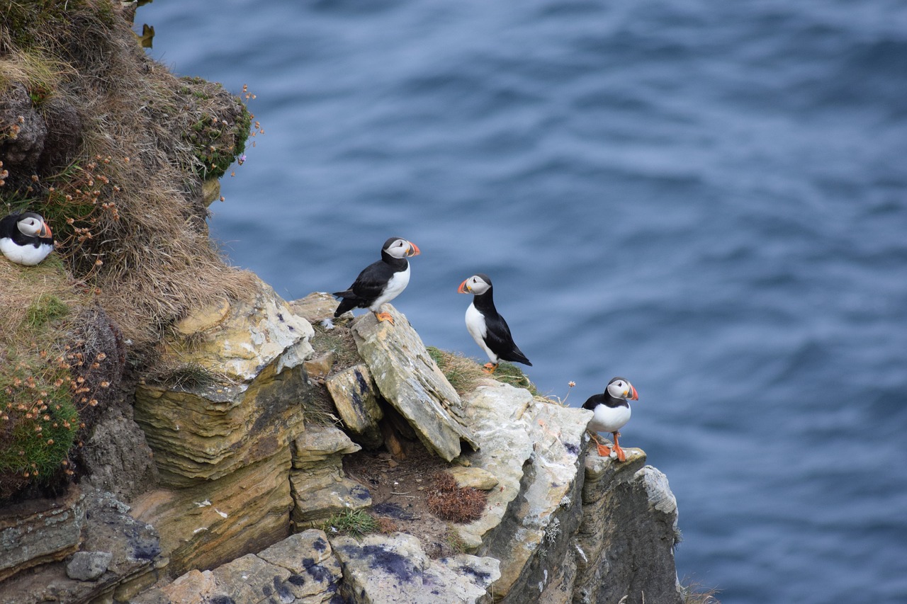 puffin  bird  nature free photo