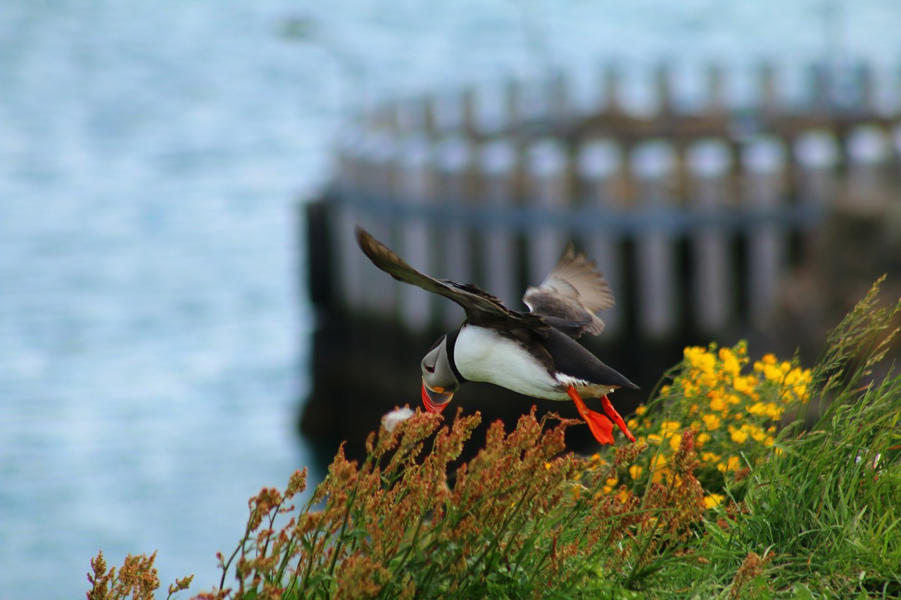 puffin  island  bird free photo