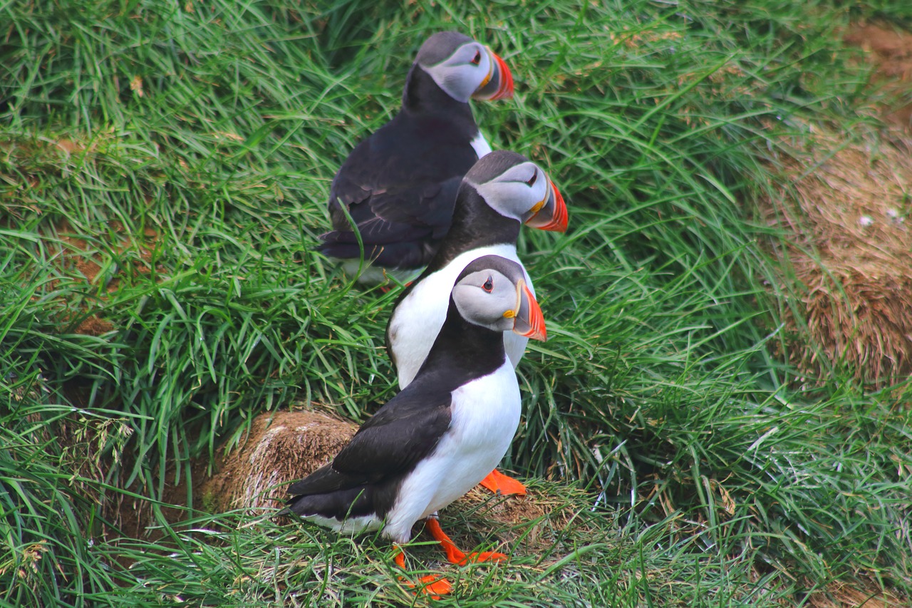 puffin  iceland  rocky coast free photo