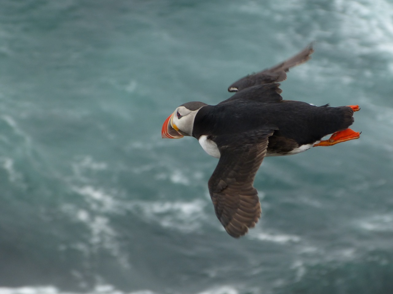 puffin bird flying wing free photo