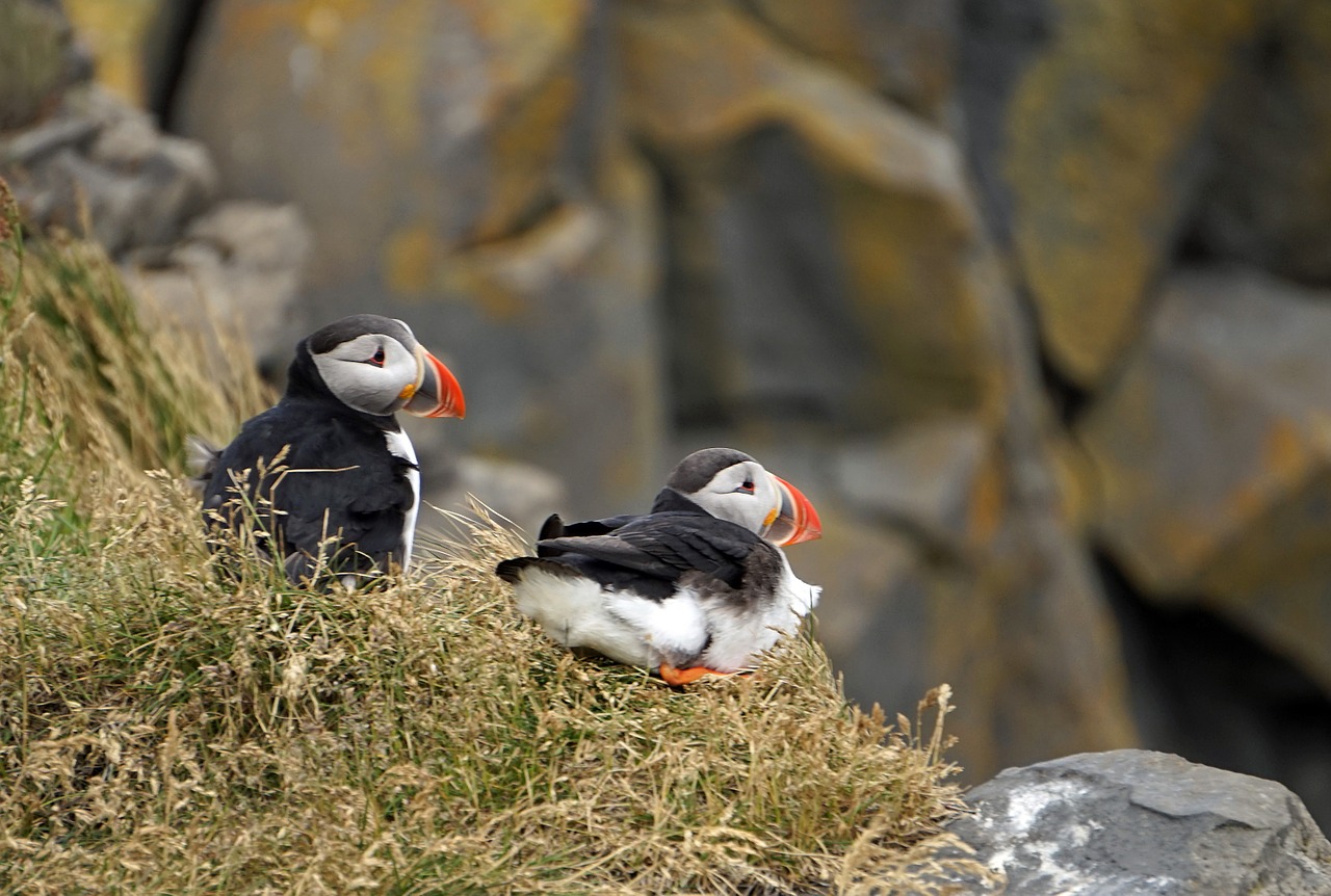 puffin iceland cliff free photo