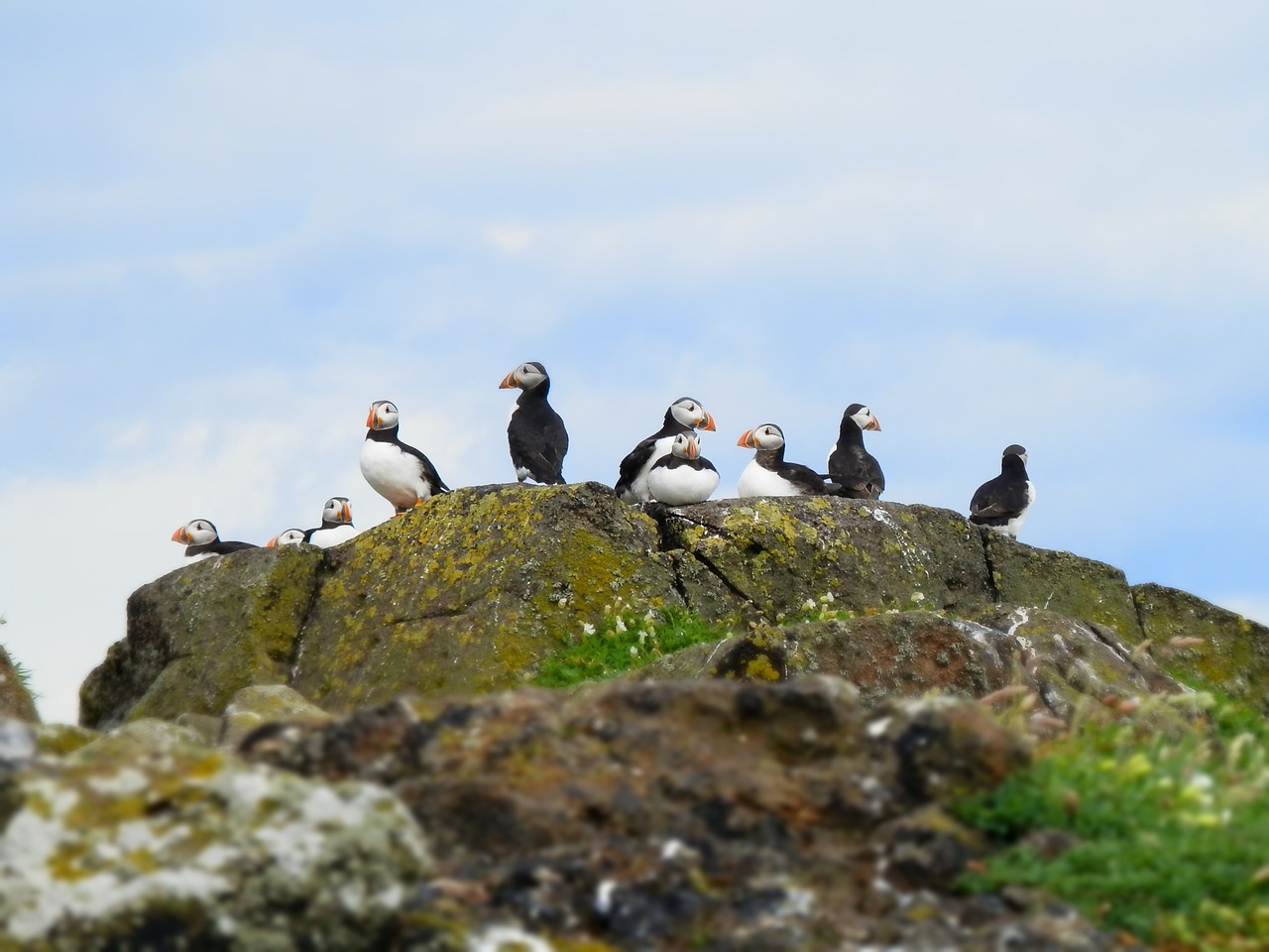 puffins seabird nature free photo