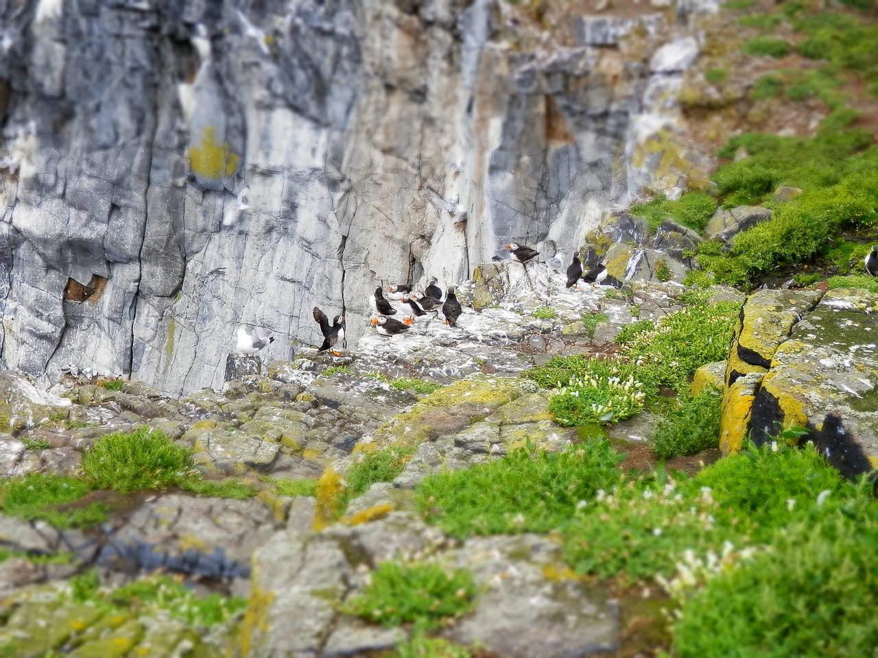 puffins seabird nature free photo