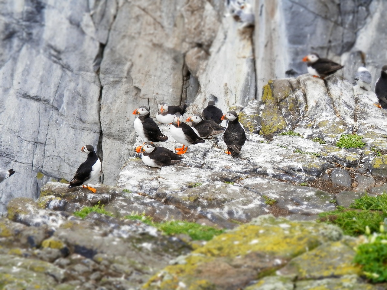 puffins seabird nature free photo