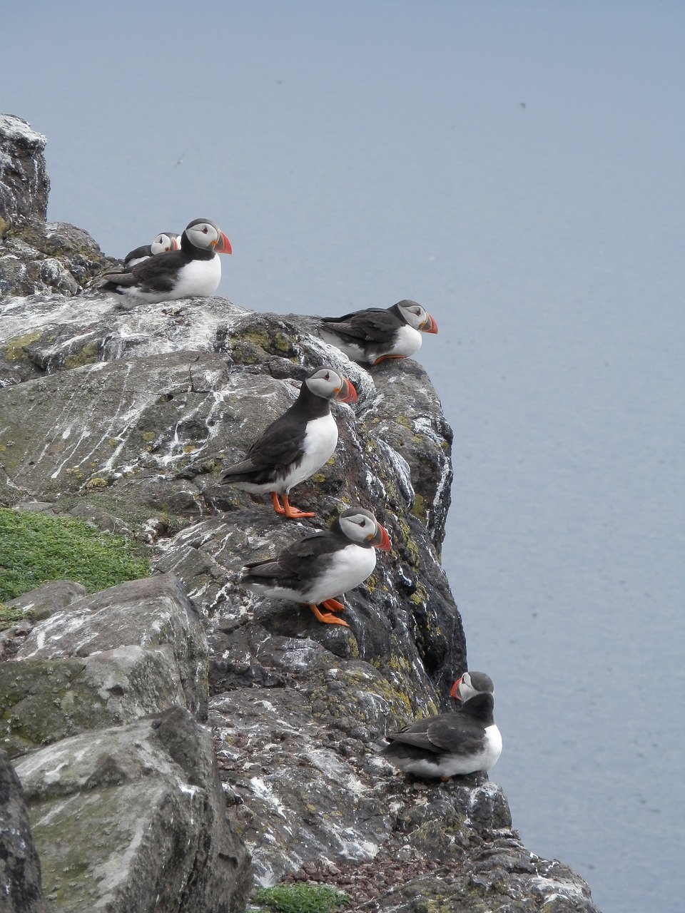 puffins seabird nature free photo