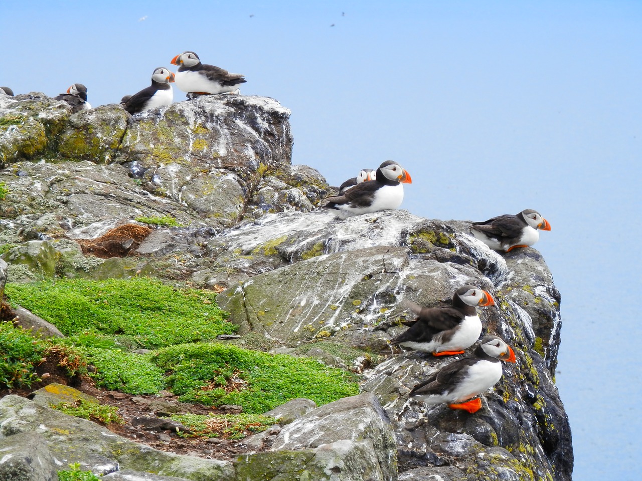 puffins seabird nature free photo