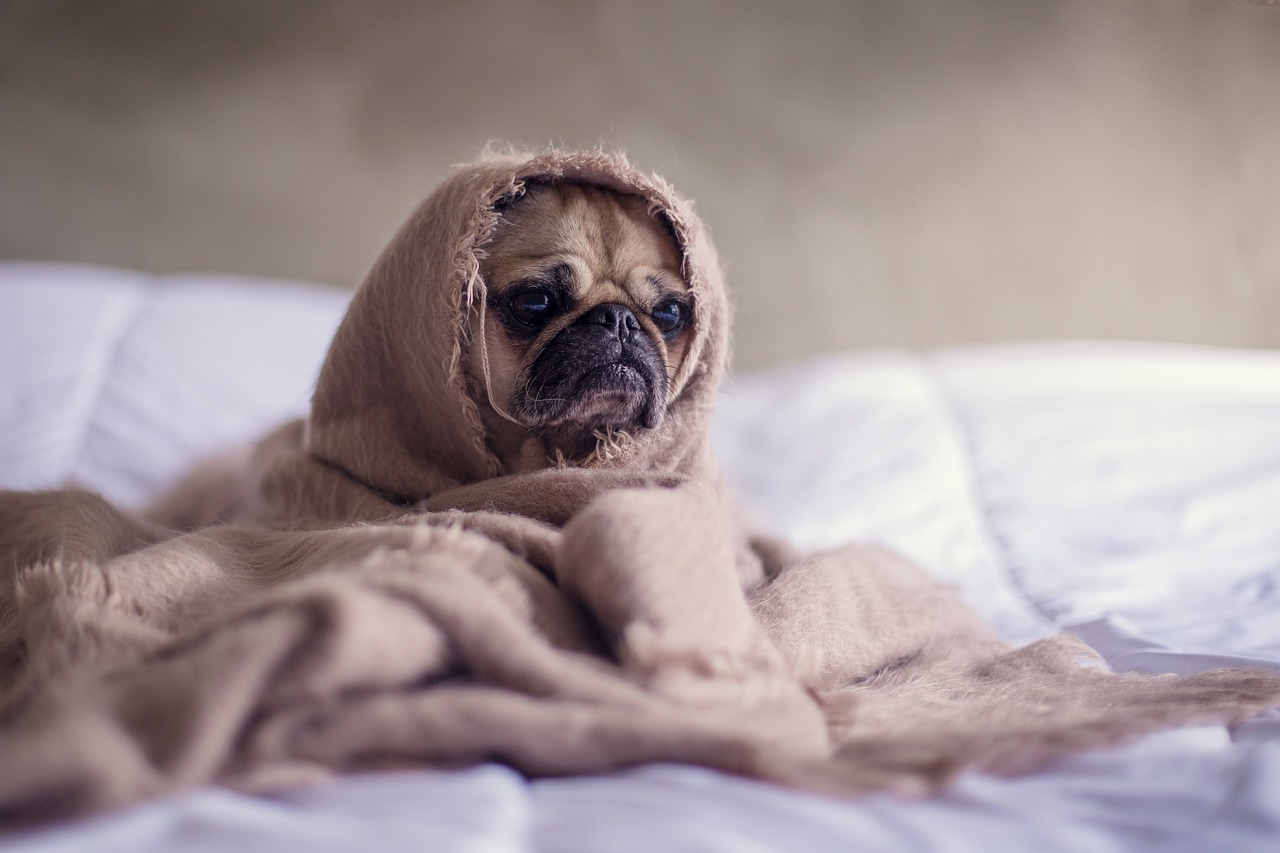 pug dog blanket free photo