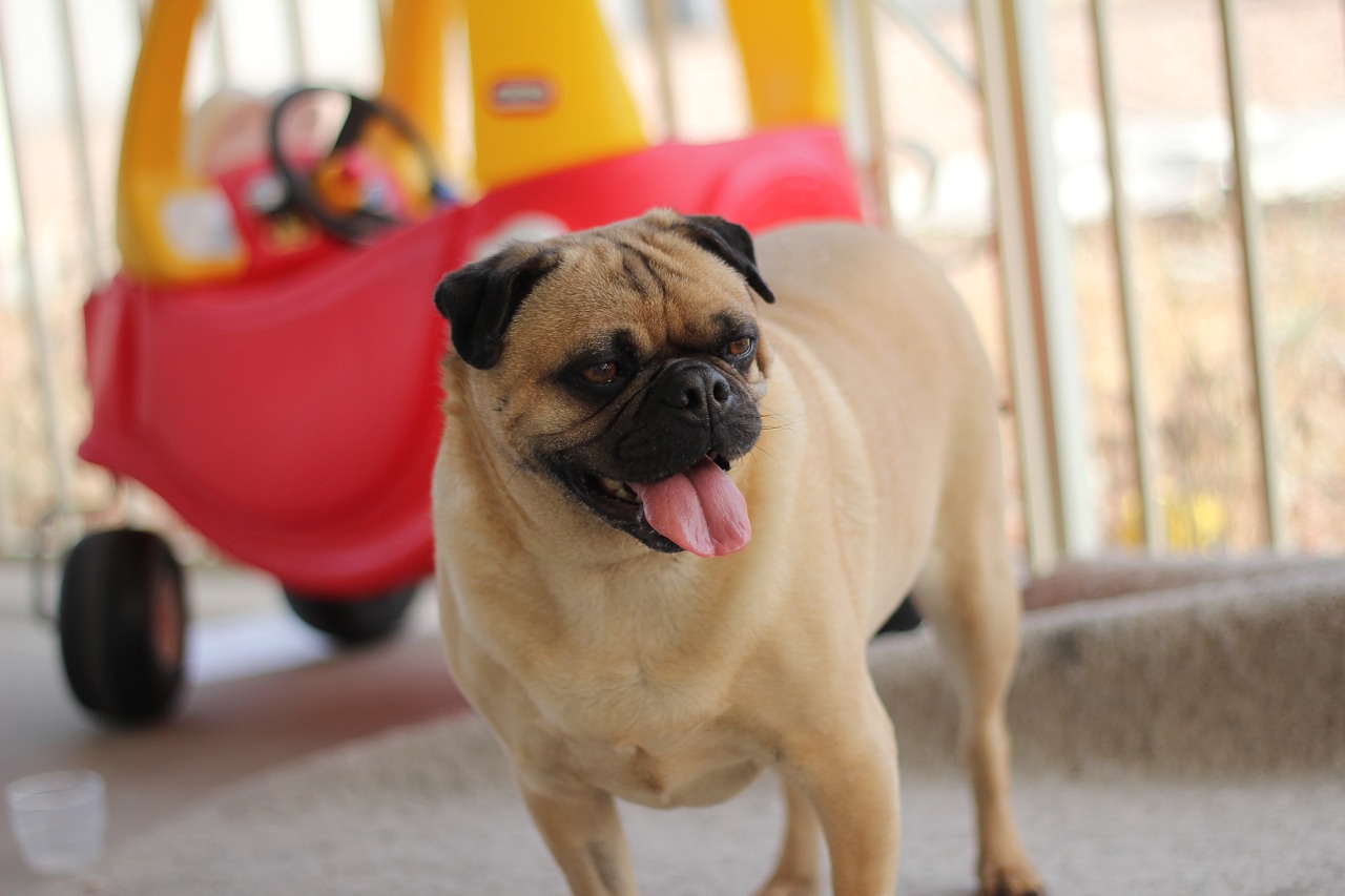 pug dog animal free photo