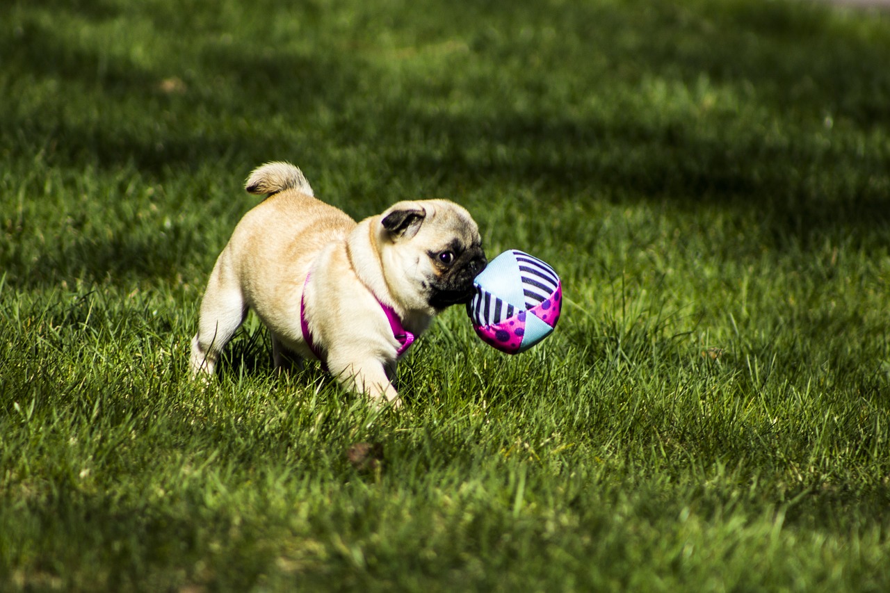 pug puppy animal free photo