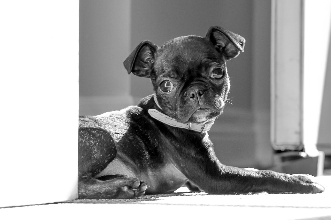 pug boston terrier cute free photo