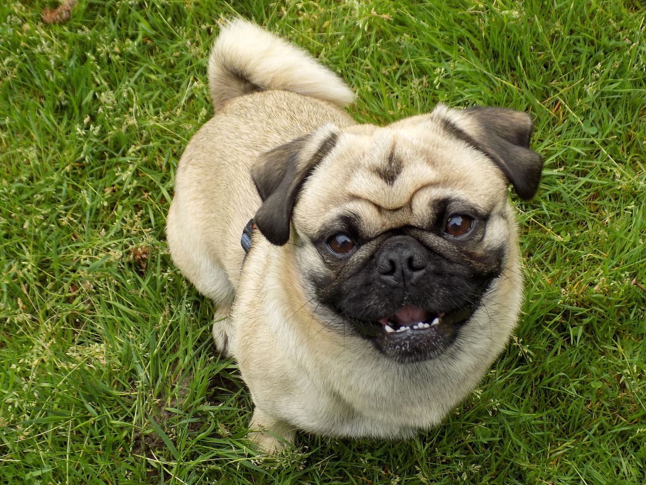 pug purebred dog beige free photo