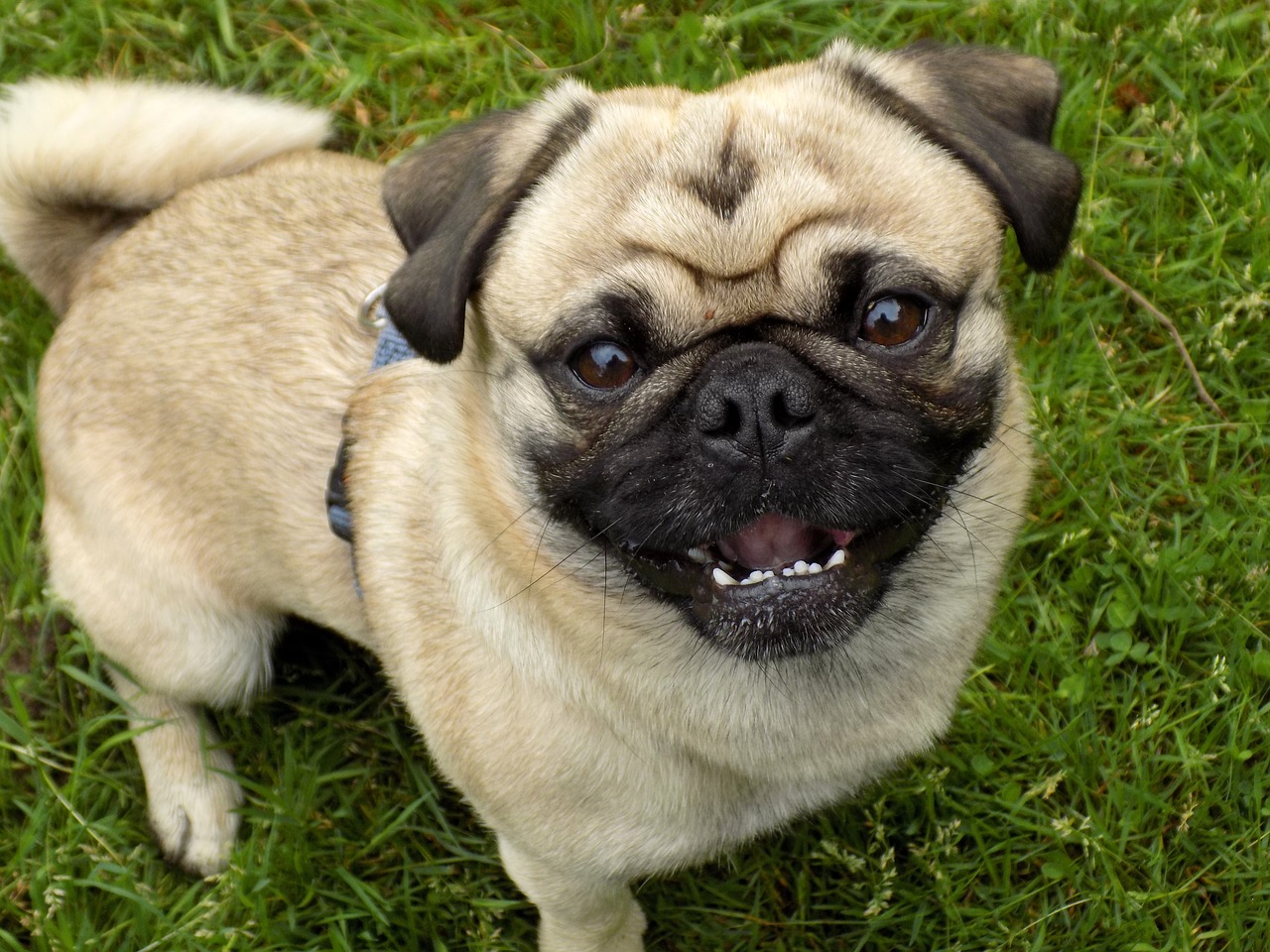 pug purebred dog beige free photo