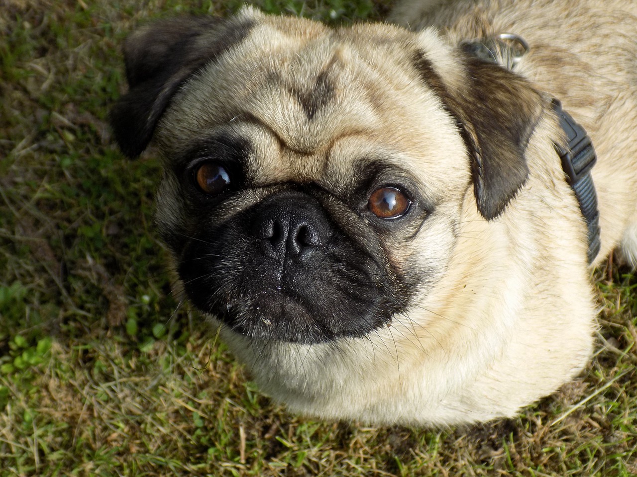 pug purebred dog beige free photo