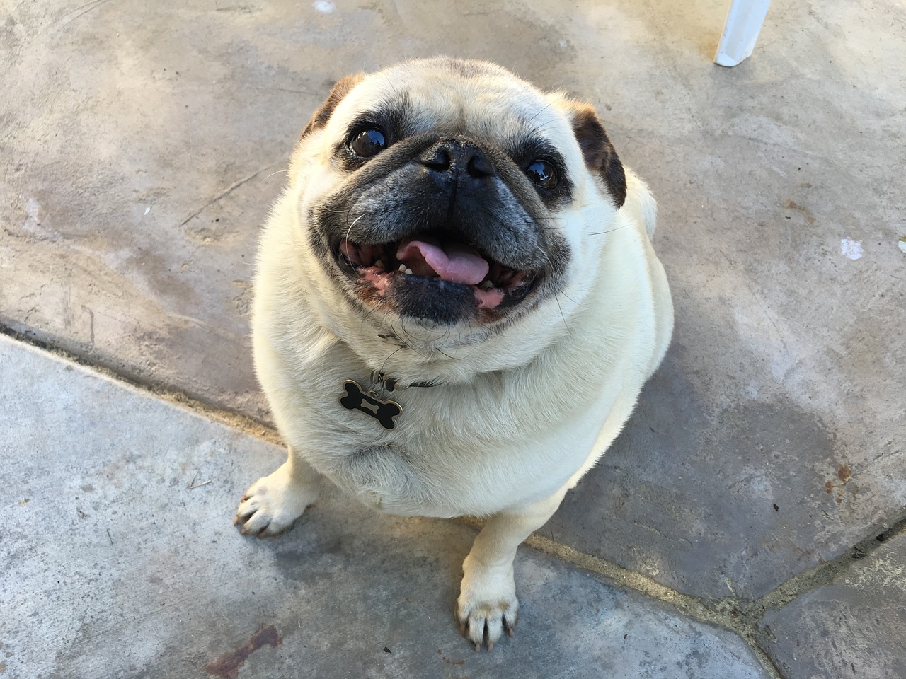 pug smile dog free photo