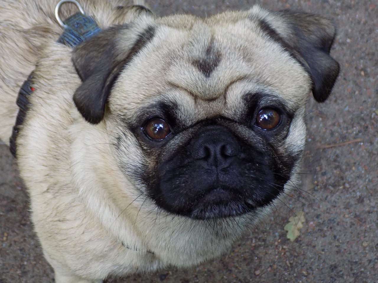 pug purebred dog beige free photo