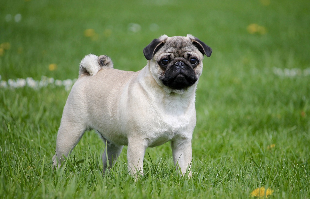 pug meadow dog free photo