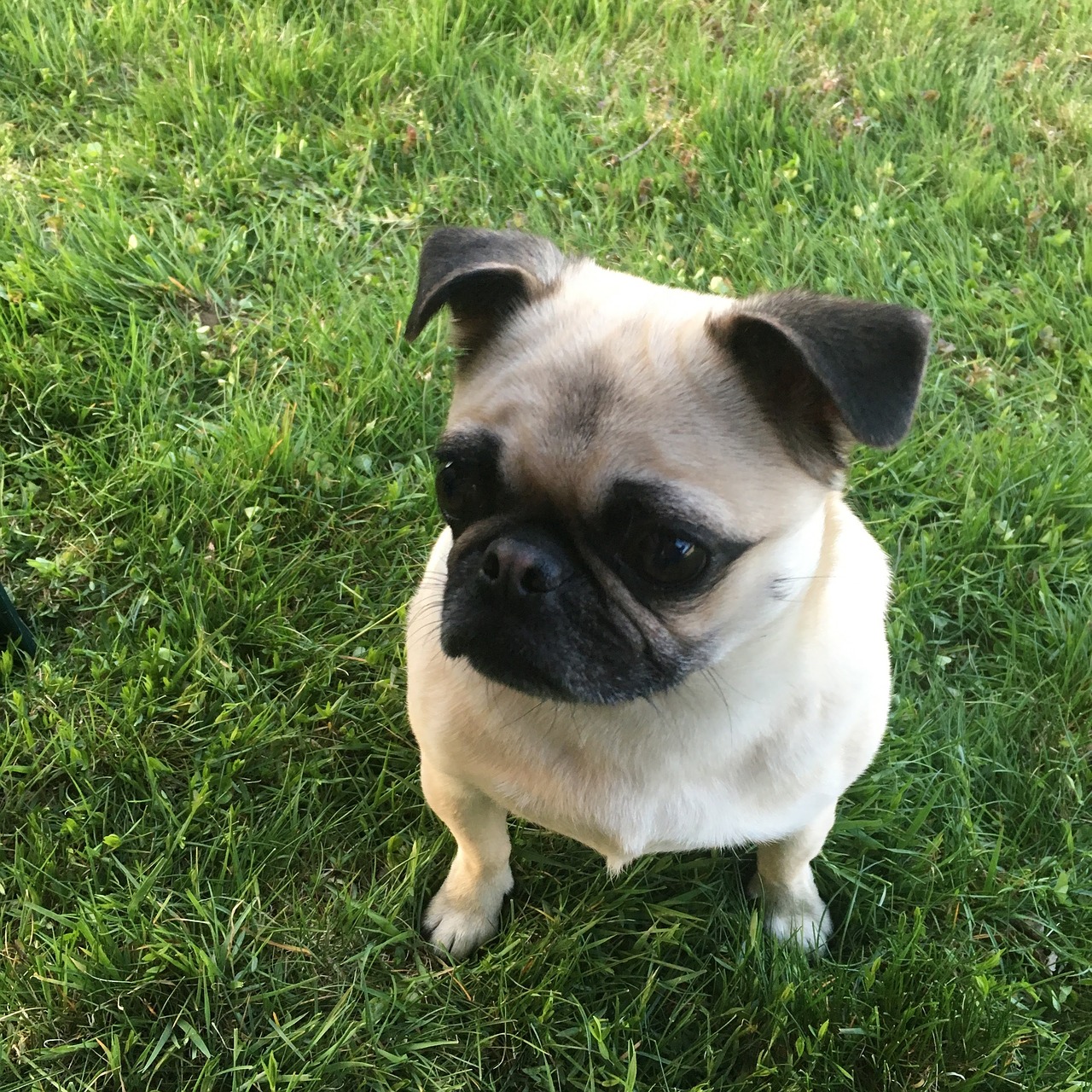 pug fawn pug pug in grass free photo