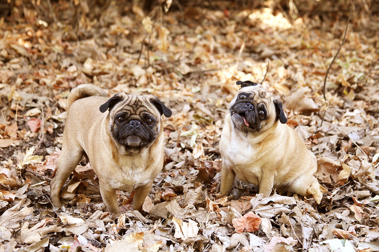 pug dog cute free photo