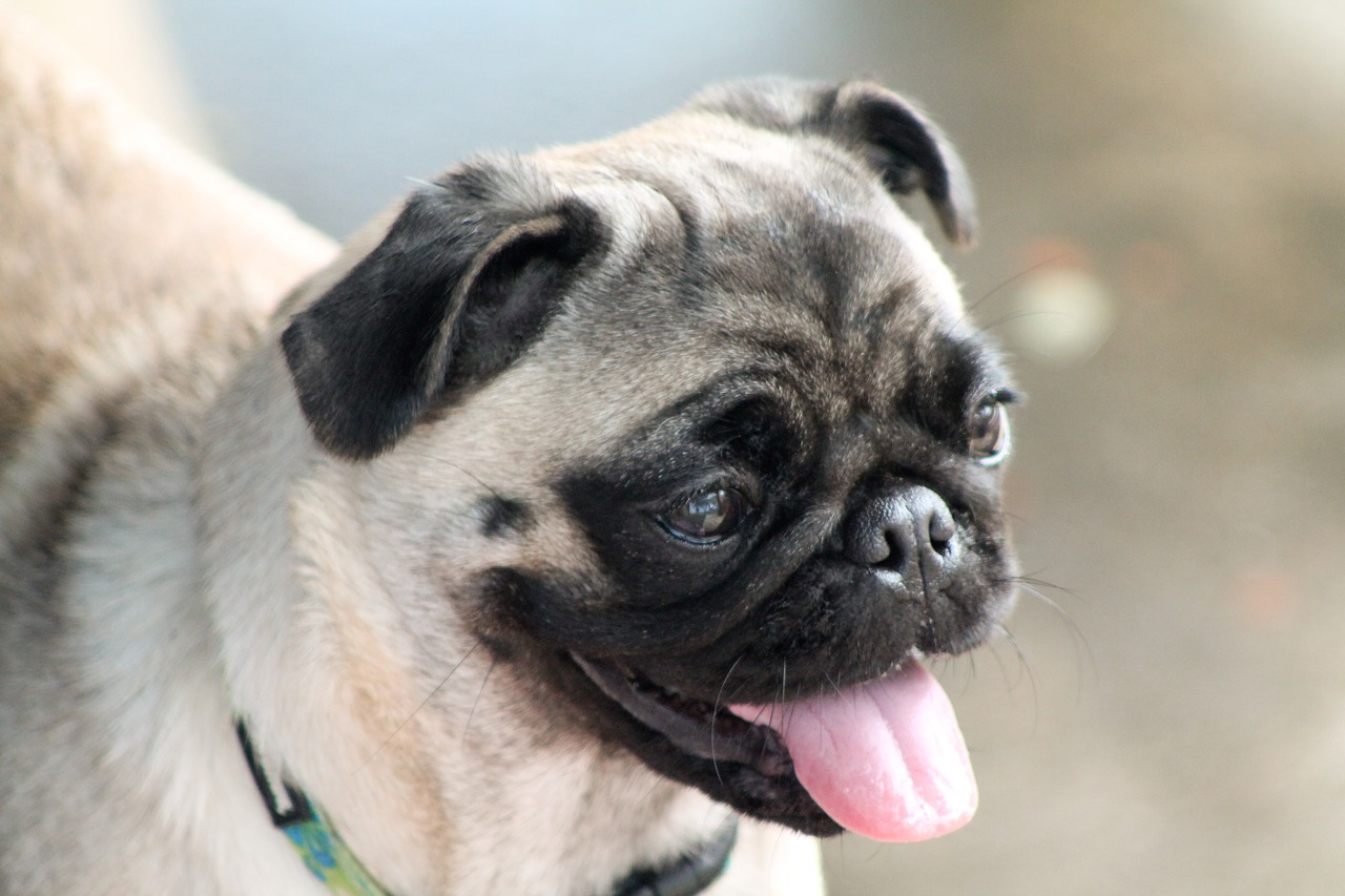 pug dog animals free photo