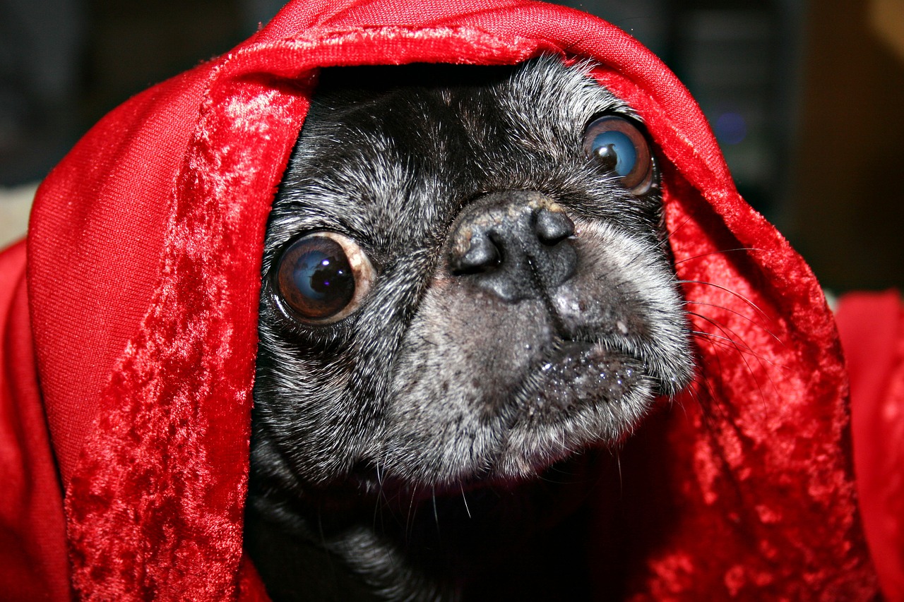 Pug,blanket,eyes,dog,pet - free image from needpix.com