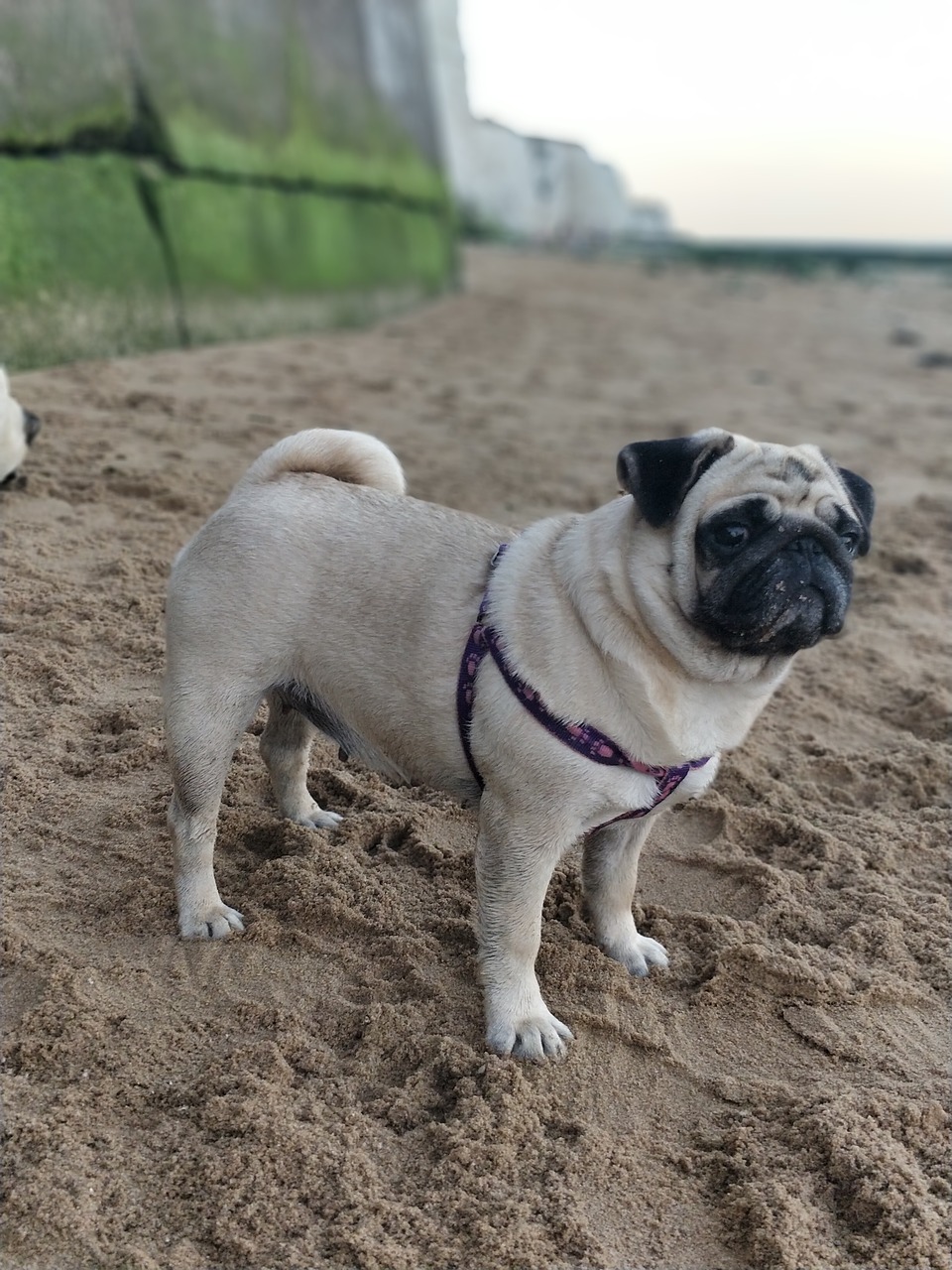 pug pugs dog free photo