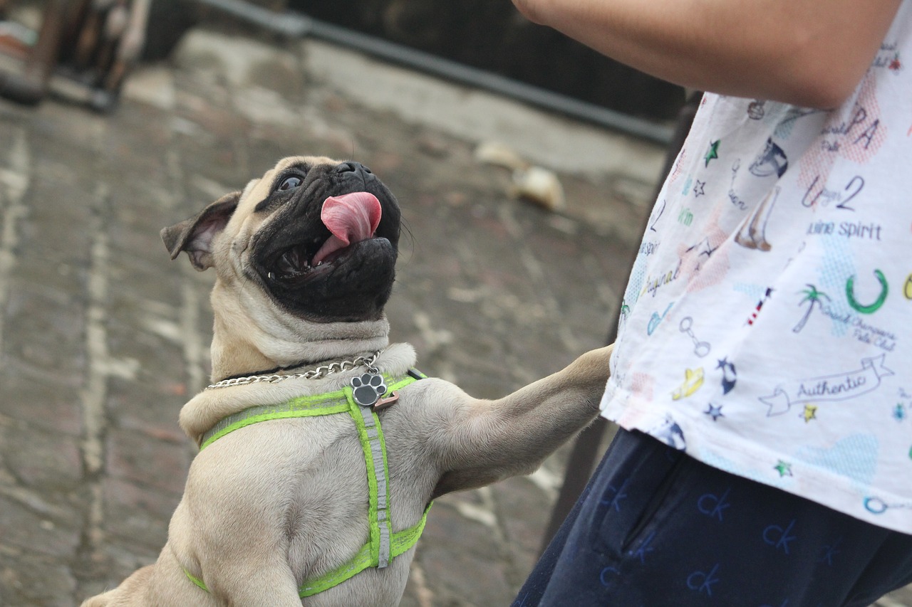 pug tongue jumping dog free photo
