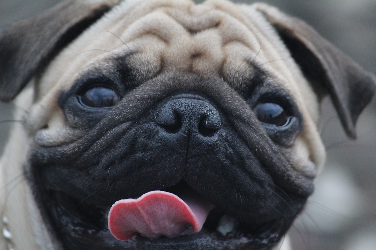pug tongue wrinkles free photo