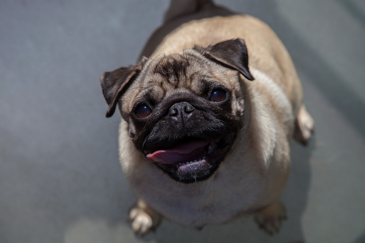 pug animal dog free photo