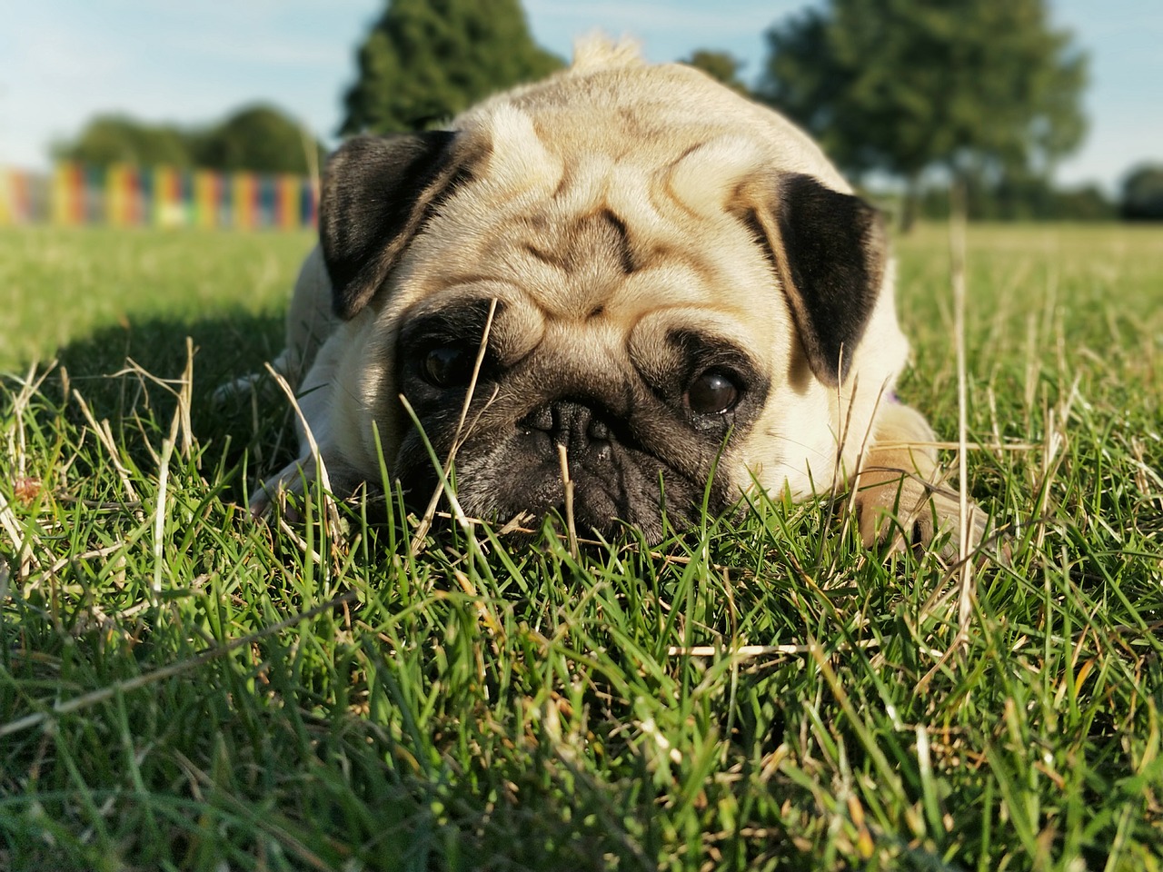 pug pugs dog free photo