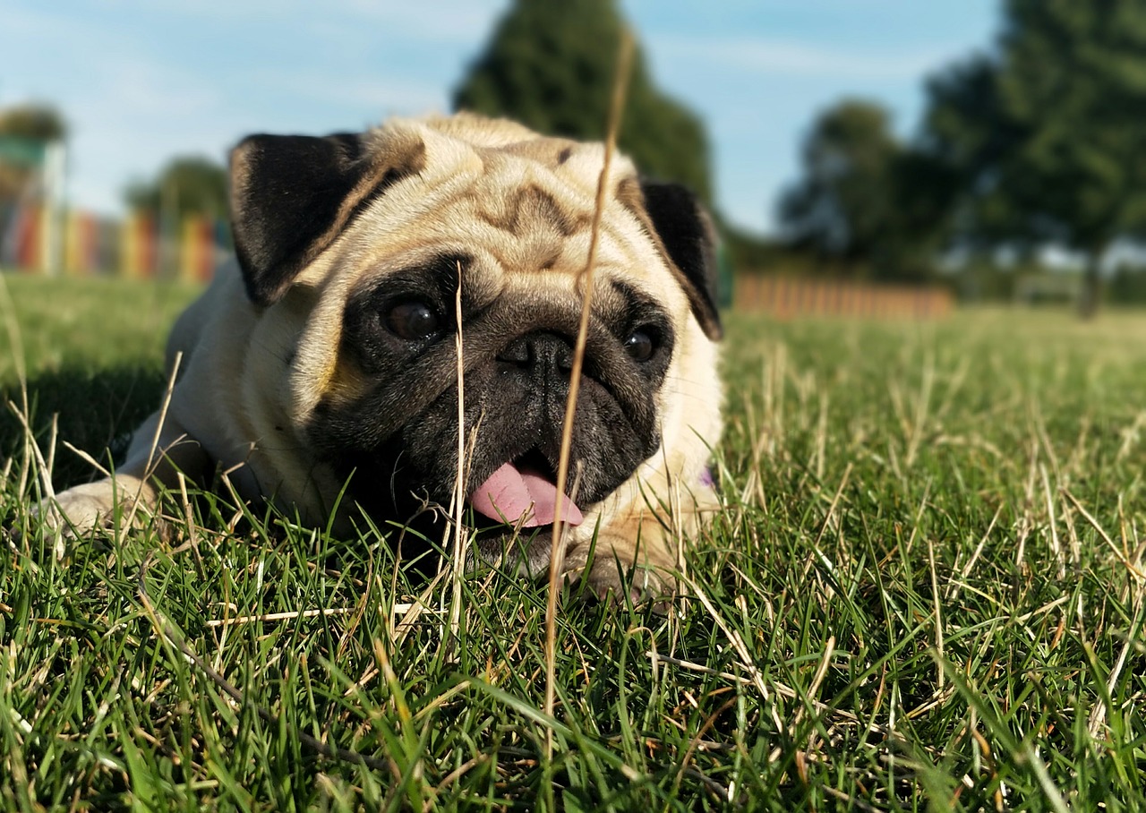 pug pugs dog free photo