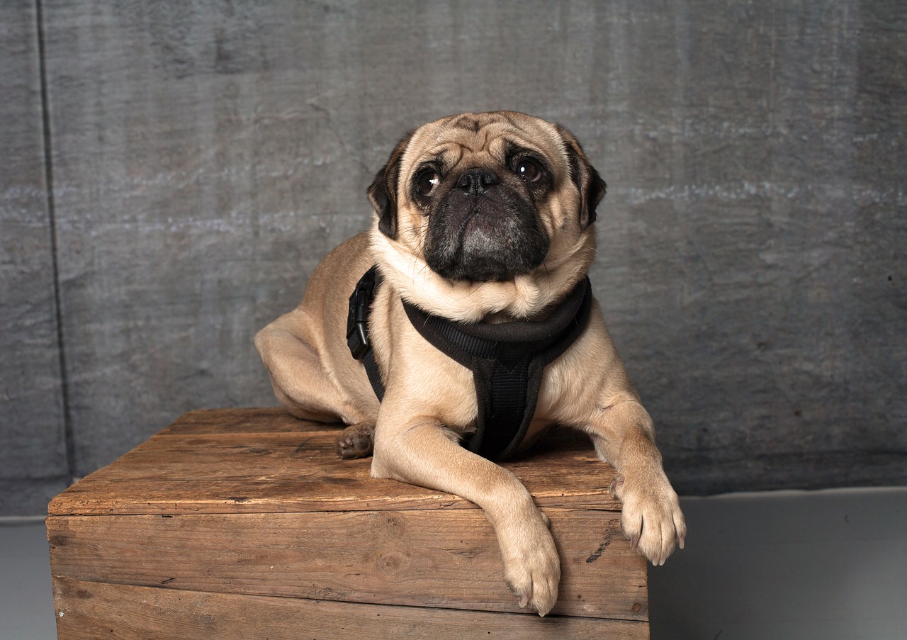 pug dog cute free photo