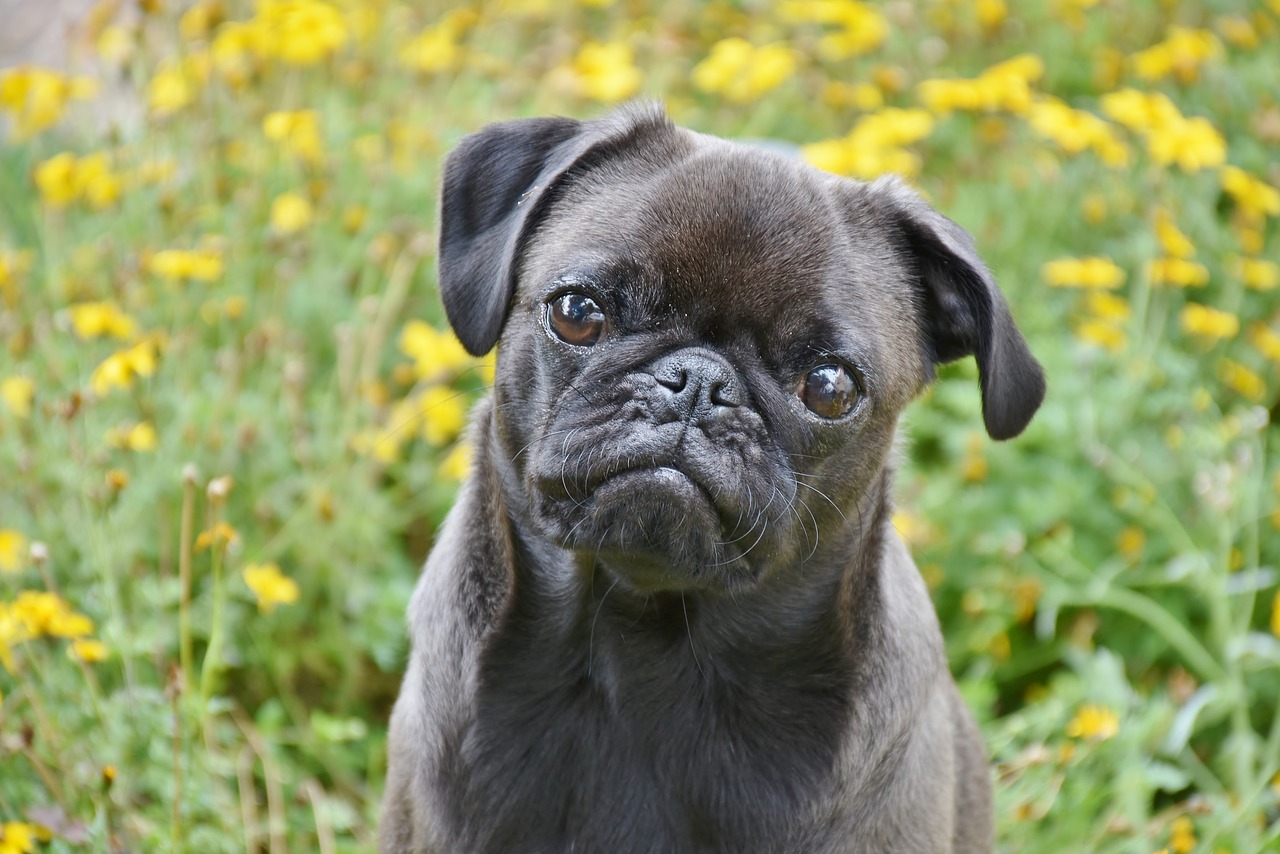 pug  dog  small free photo